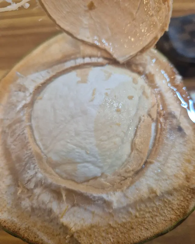 코코넛 과육의 단면