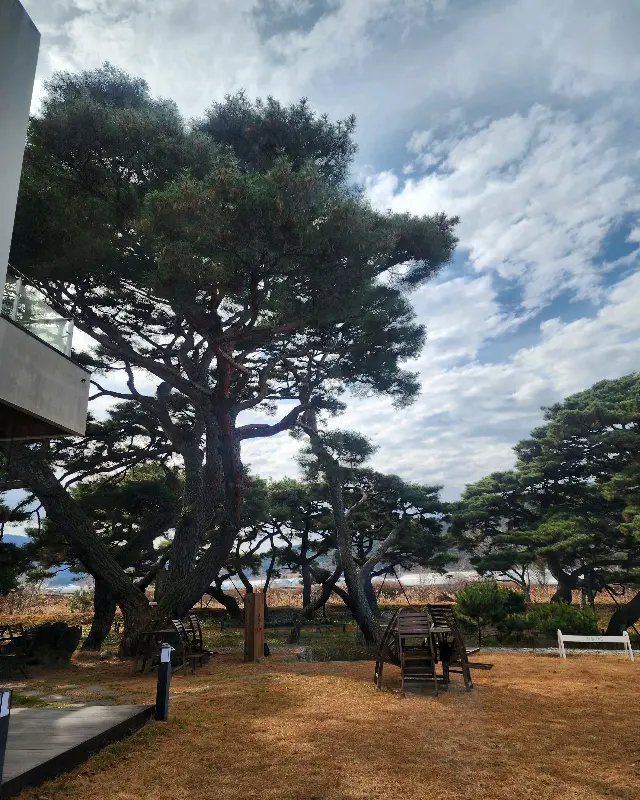 카페 외부 소나무 숲
