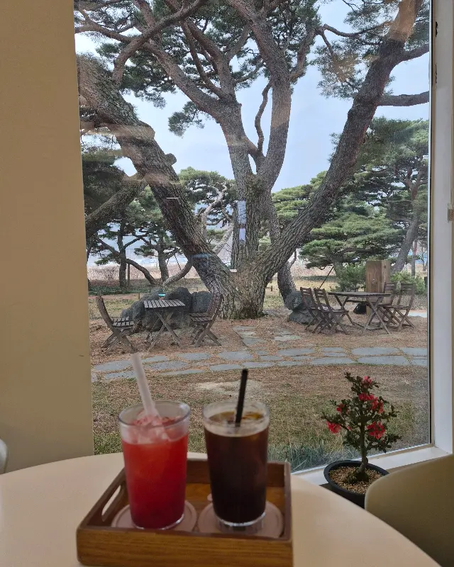 통창 너머로 보이는 소나무 숲 뷰