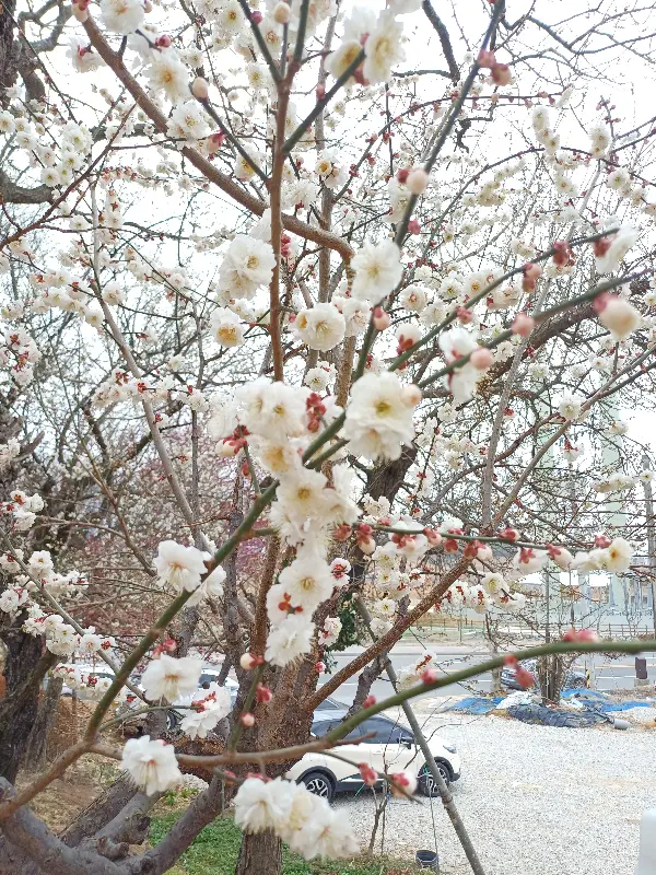 쌀국수와 반미, 짜조, 코코넛 워터