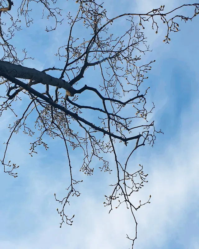 카페에서 올려다본 하늘과 나뭇가지