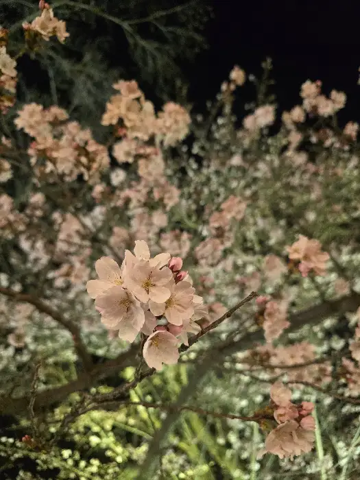 벚꽃