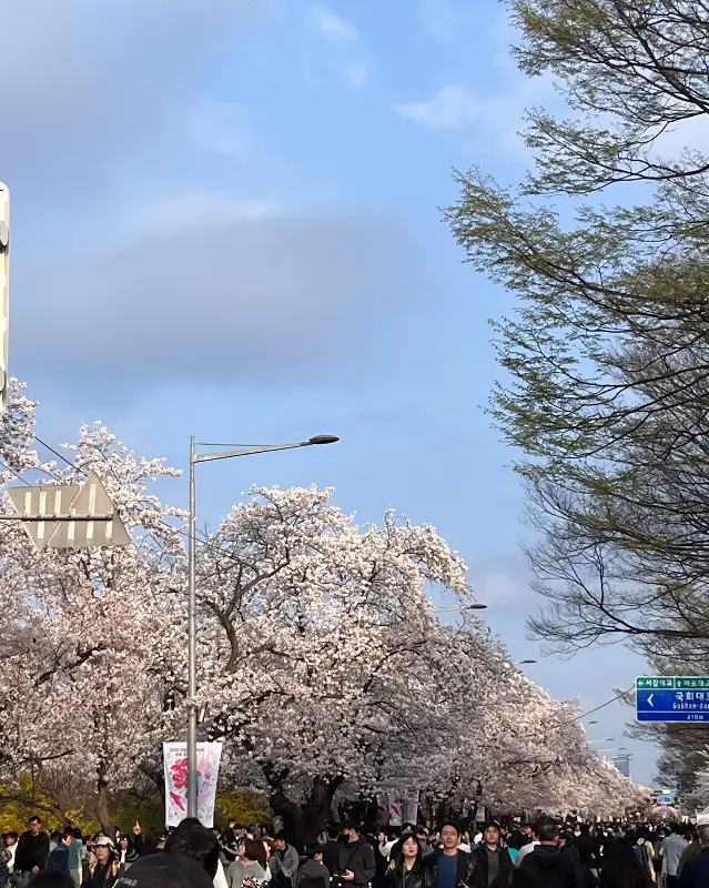 여의도 공원 벚꽃