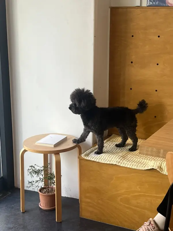 카페 마스코트 강아지