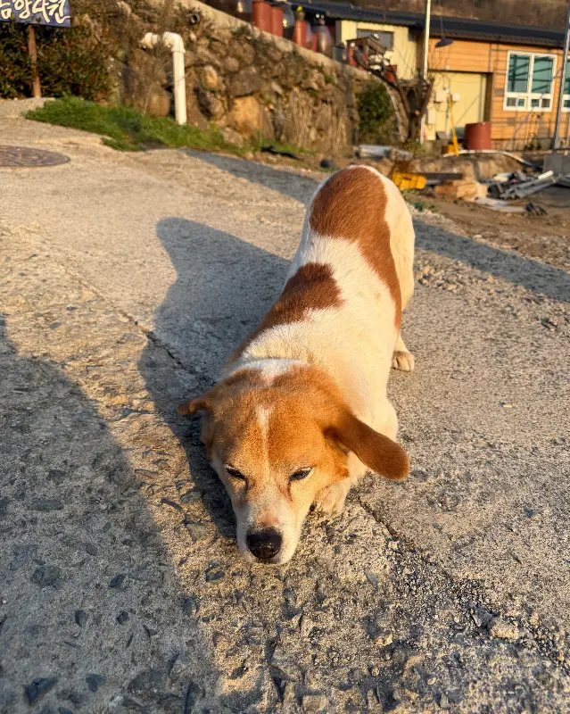 귀여운 마스코트 까꿍이