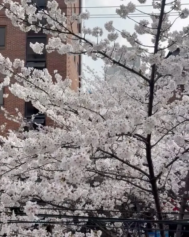 곧 만개할 벚꽃, '공감'은 벚꽃 명소로 인정!