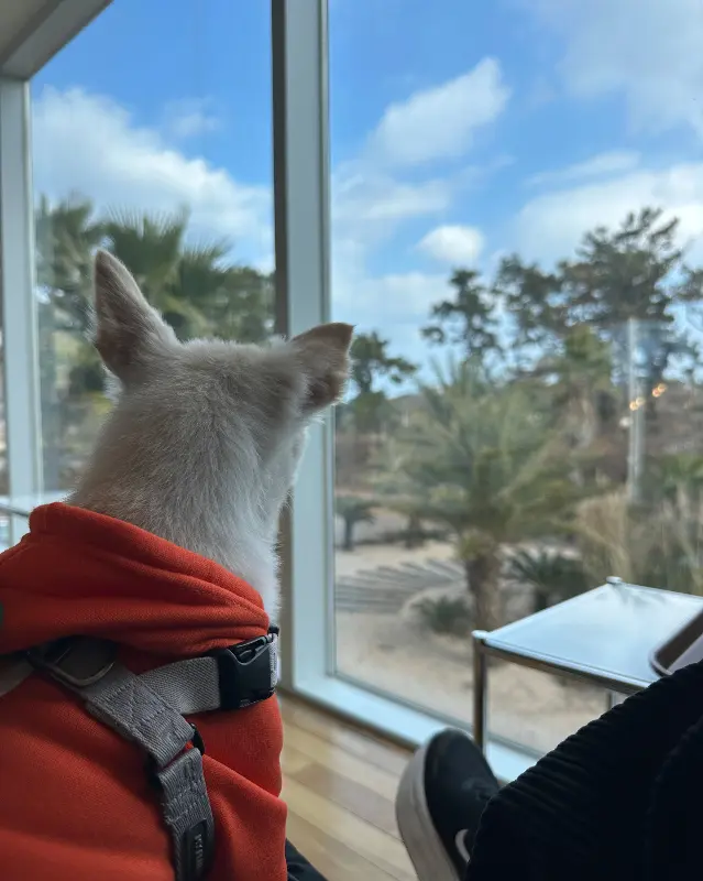 OSDS 협재점의 통창 밖 풍경