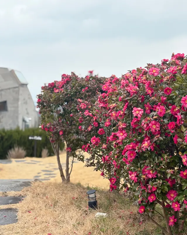 카이로스 입구에 핀 동백꽃