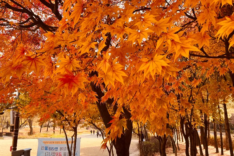 가을의 정취가 느껴지는 풍경