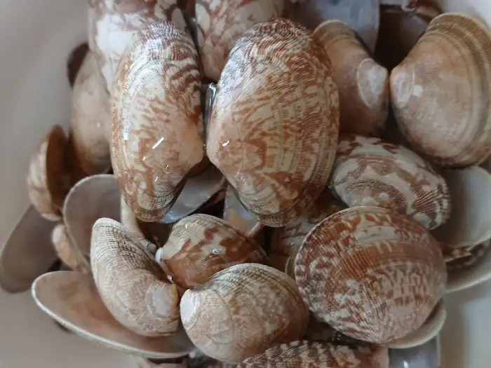 바지락 사진