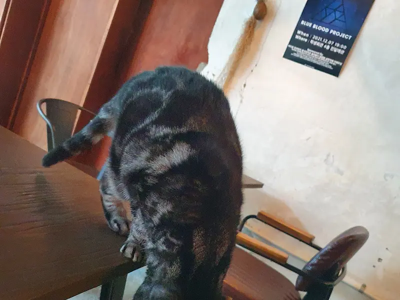 테이블 위를 걷는 고양이