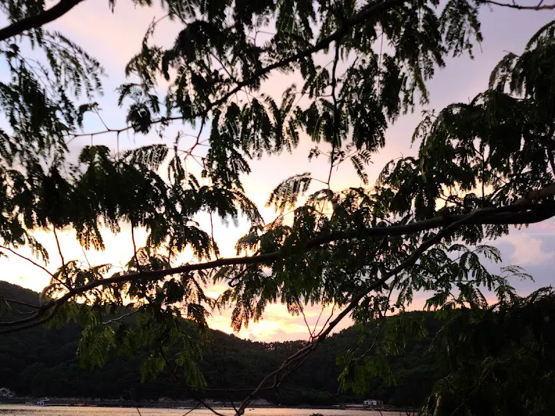 나뭇가지 사이로 보이는 노을