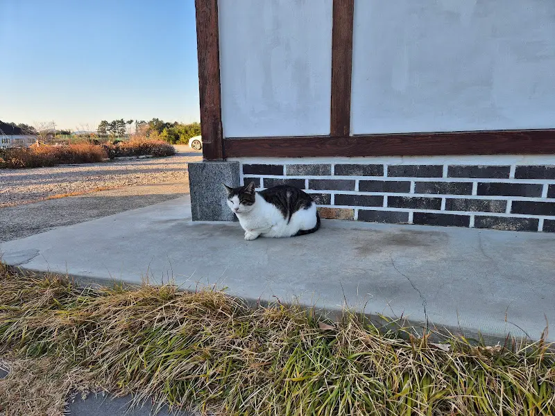 카페 앞에서 만난 고양이