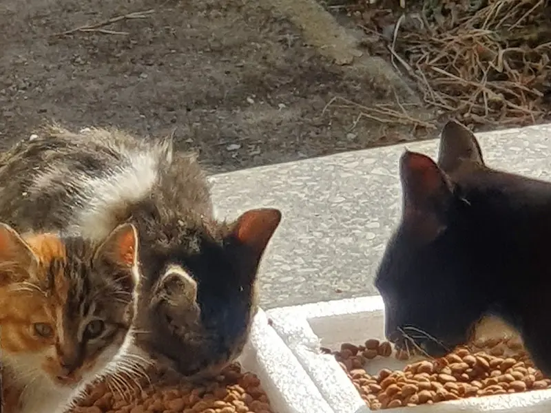 식당 주변 풍경