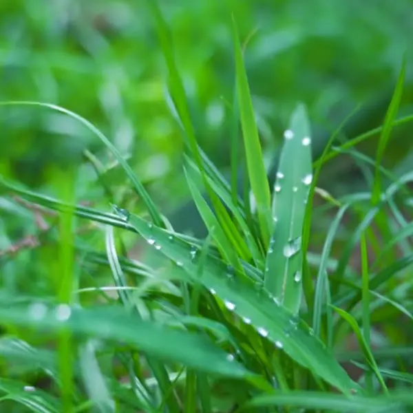 초록색 풀잎에 맺힌 물방울