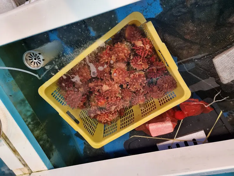 가게 앞 싱싱한 해산물이 가득한 수조