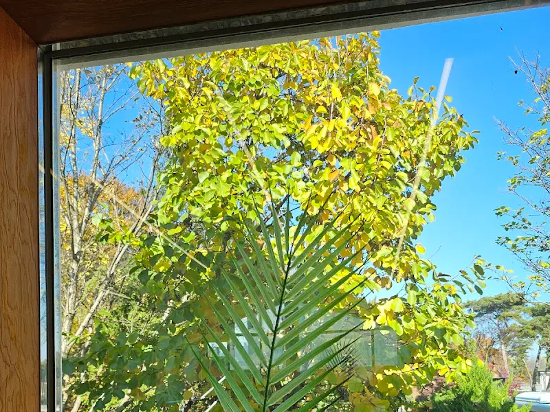 창밖으로 보이는 푸른 나무