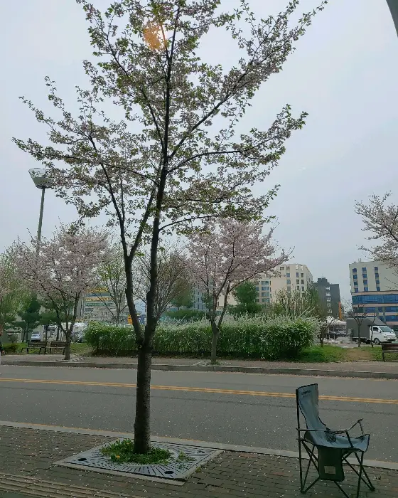 창밖으로 보이는 벚꽃 나무와 벤치, 야외 테이블