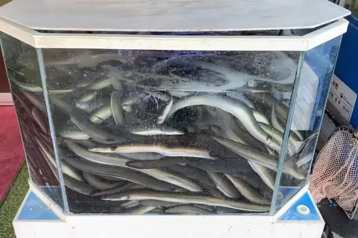 살아있는 장어들이 수조 안에서 헤엄치고 있습니다.