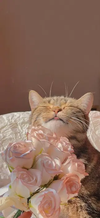 만석닭강정 박스와 함께 귀여운 고양이 인형
