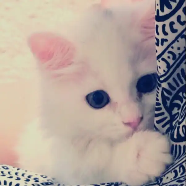귀여운 고양이