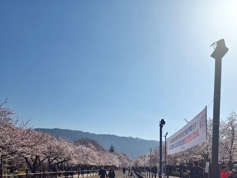 경화역 벚꽃 풍경