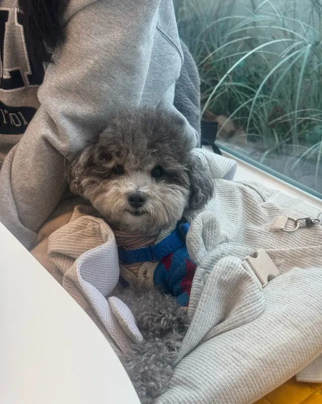 강아지와 함께 방문한 손님