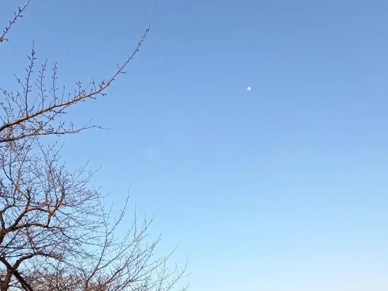 파란 하늘과 벚꽃