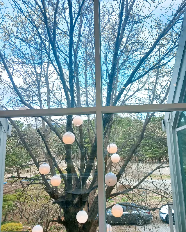 목련나무에 장식된 조명