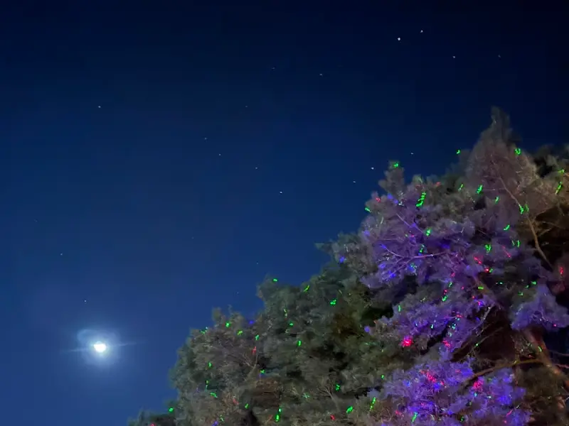 밤하늘 아래 빛나는 트리
