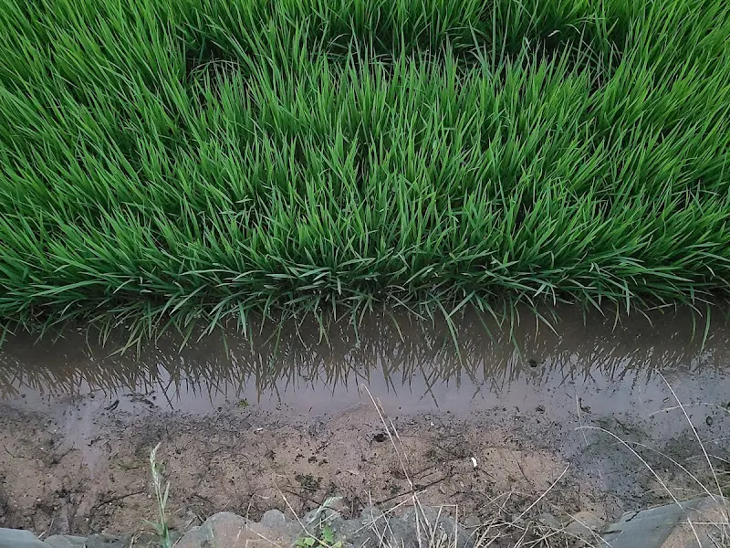 카페 진리 앞 논밭 풍경