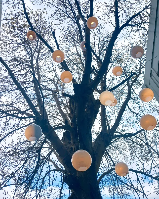 조명이 켜진 목련 나무