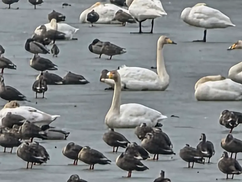 평택호의 철새