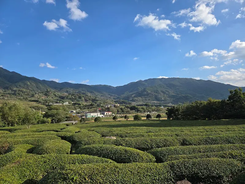 매암제다원의 차 박물관