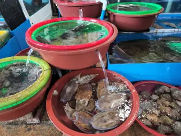 싱싱함이 살아 숨 쉬는 곳, 고흥 녹동항에서 즐기는 최고의 가성비 회 맛집 탐험기