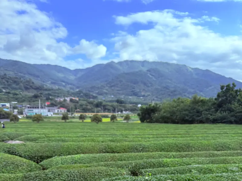매암제다원의 차밭과 지리산 뷰