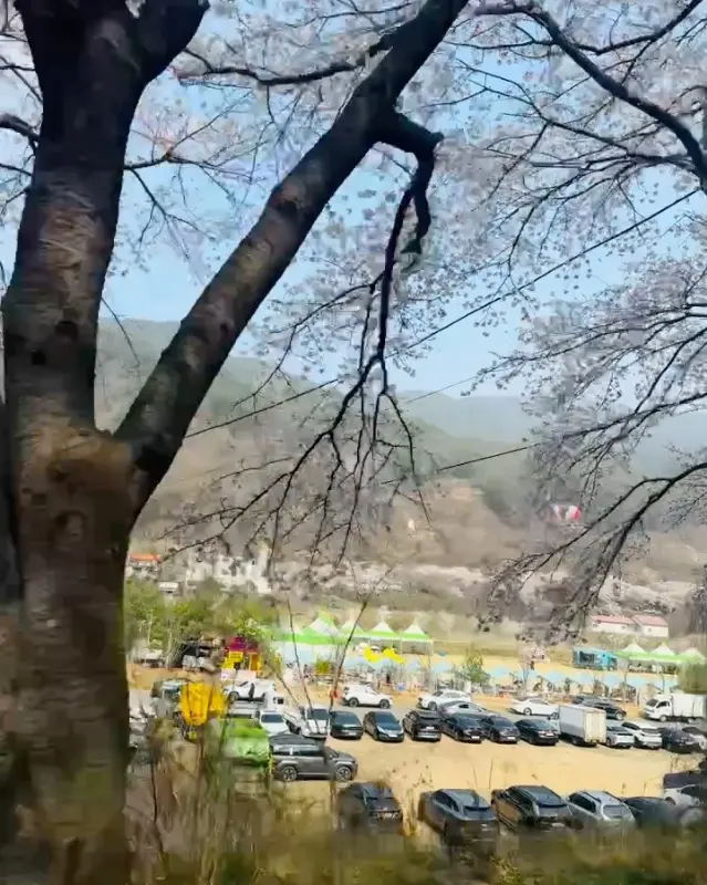 늘봄식당 앞 벚꽃 풍경