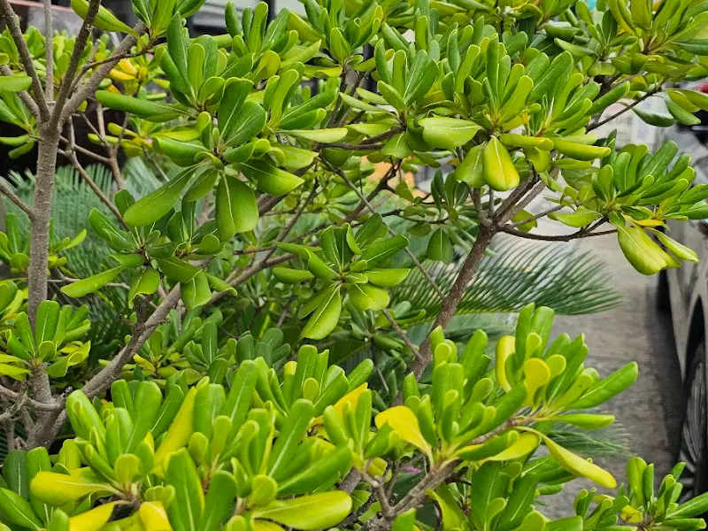 식사 후 제공되는 호박 식혜