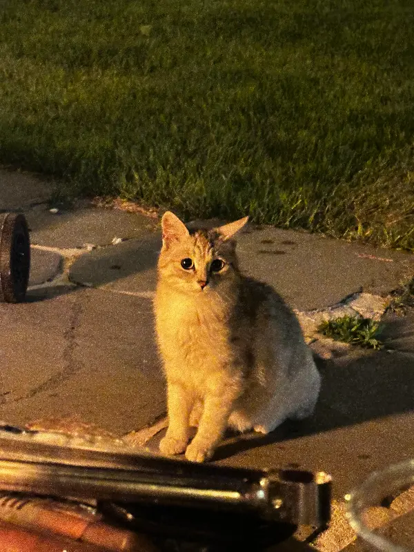 가게 앞 고양이