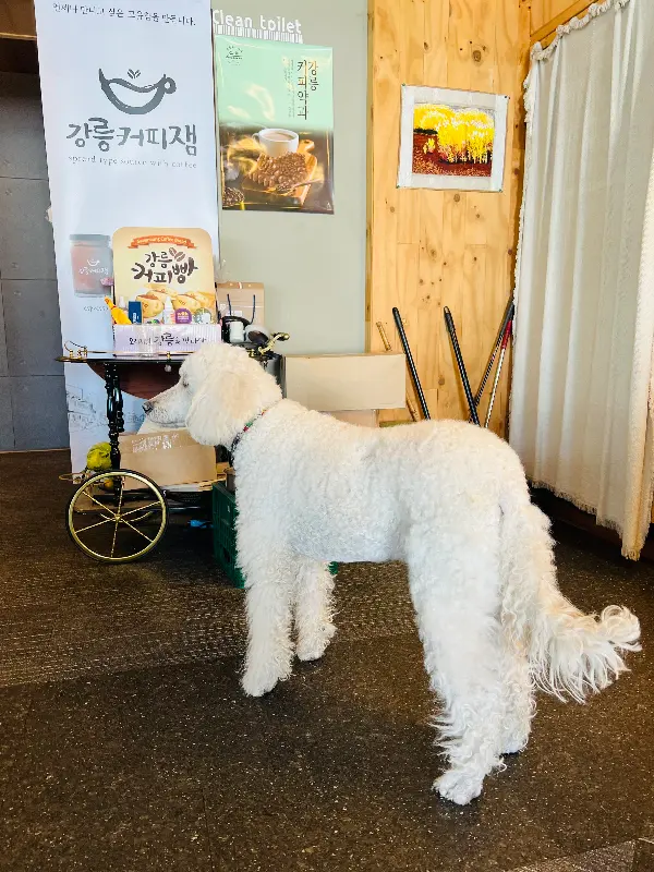 귀여운 강아지 윌슨이