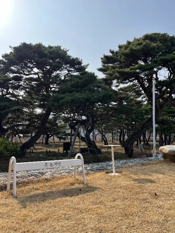 카페 앞에 펼쳐진 소나무 숲