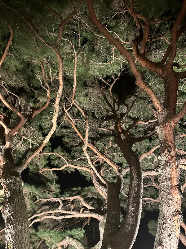 밤에 본 소나무 숲