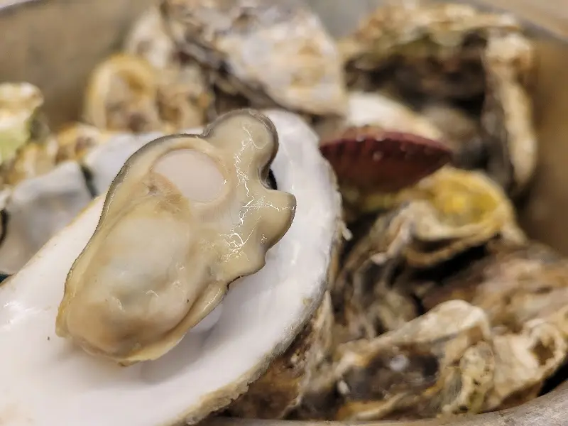 탱글탱글한 굴의 자태