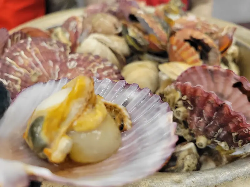 가리비 클로즈업