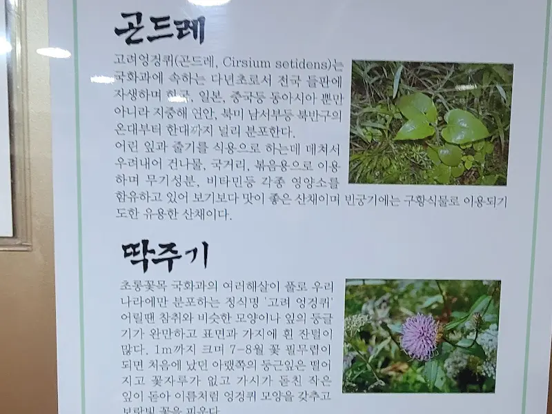 곤드레와 딱주기에 대한 안내