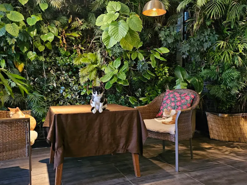 테이블 위에서 휴식을 취하고 있는 고양이