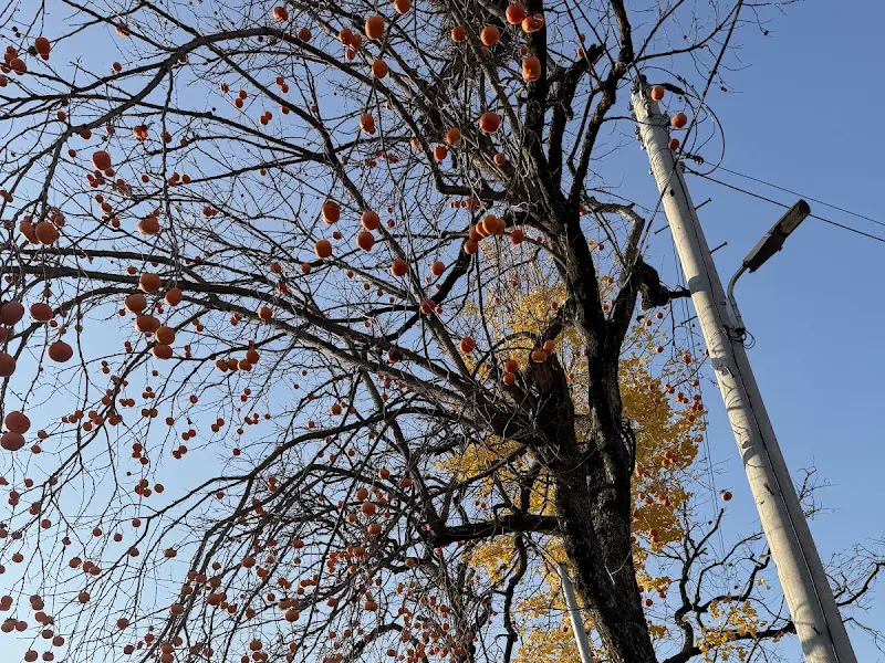 감나무에 주렁주렁 열린 감