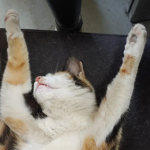 편안하게 낮잠을 즐기는 고양이