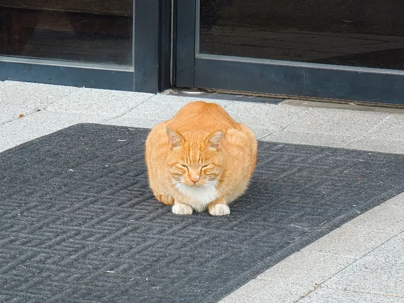 입구 지킴이 냥이