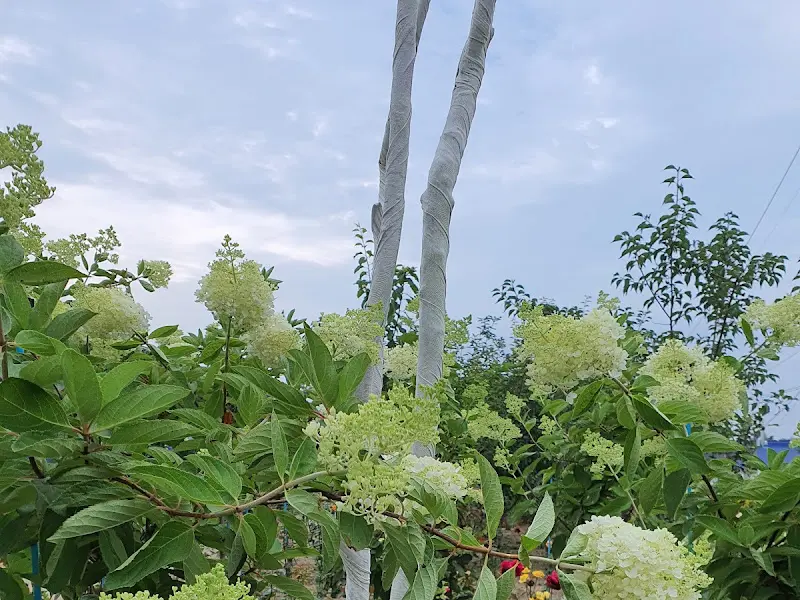 가게 앞에 핀 예쁜 꽃